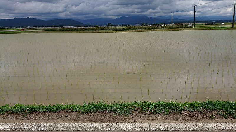 田植え,田,田んぼ