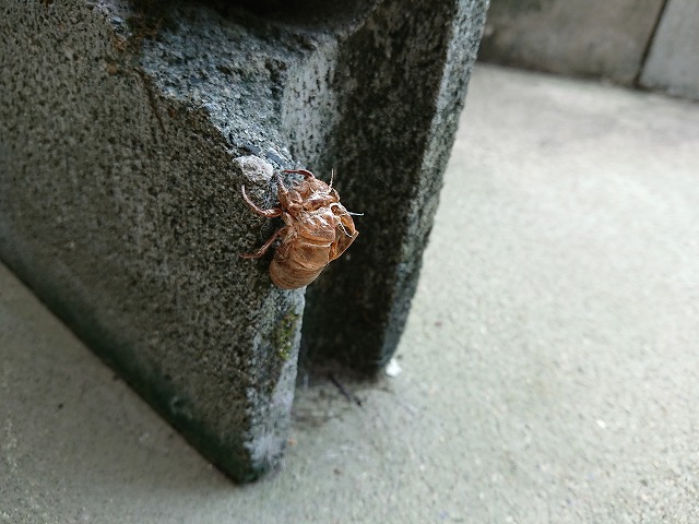 蝉,蝉の抜け殻,抜け殻