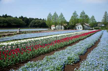 お花畑に圧倒される 東京近郊絶景６選