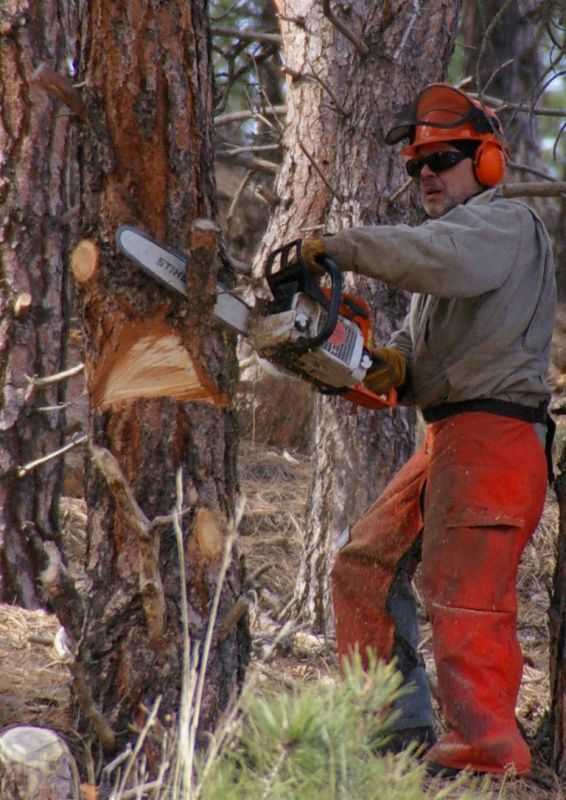チェンソーで木を切る作業者
