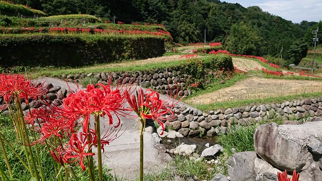 彼岸花,お彼岸,棚田