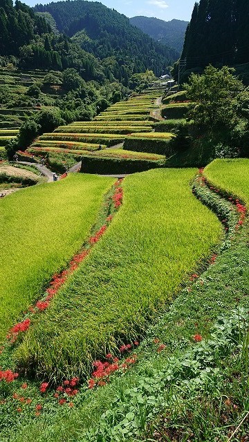 彼岸花【日本の風景】