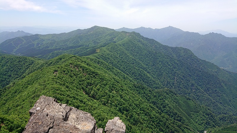 杉花粉,花粉症,山