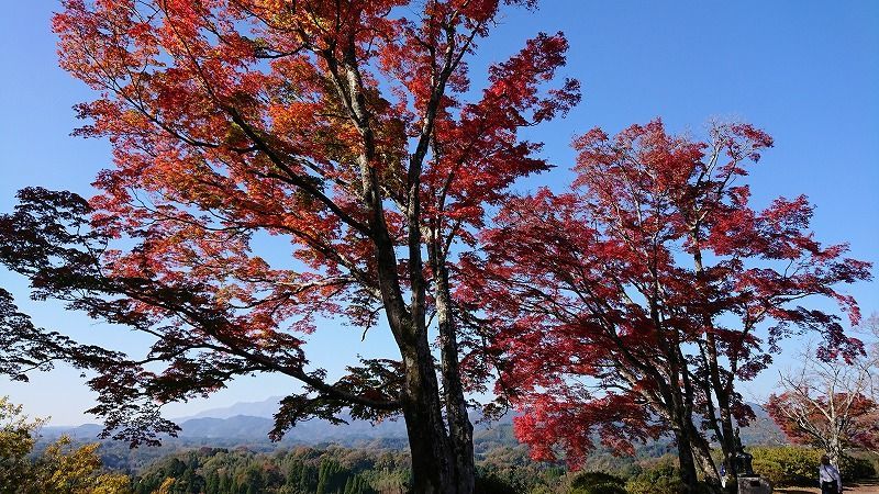 紅葉,紅葉スポット,冬支度,もみじ