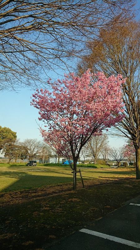 桜,ソメイヨシノ,sakura,河津桜