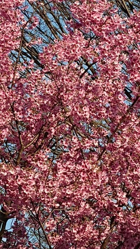 河津桜満開で桜の種類が多いことに気づいたんです。