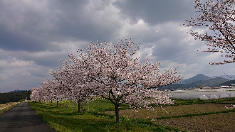 桜前線、いよいよ北海道に上陸。GWは北海道でお花見!!