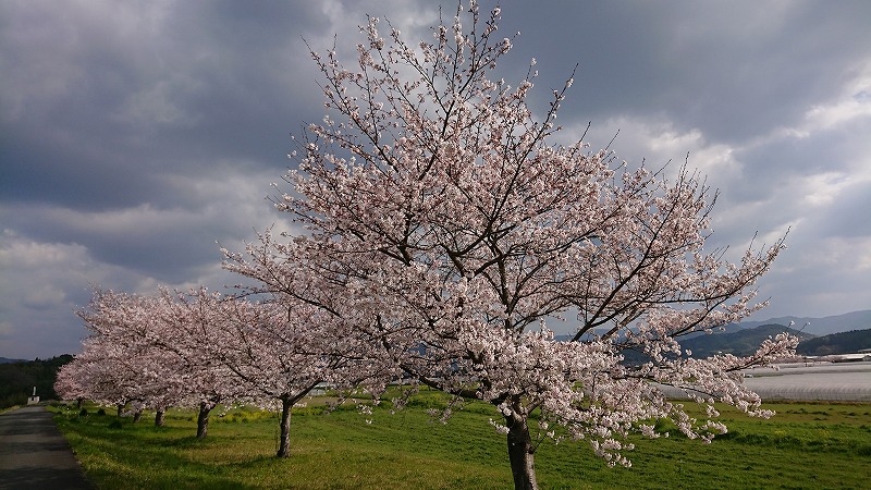 桜,桜前線,北上中,夜桜見物