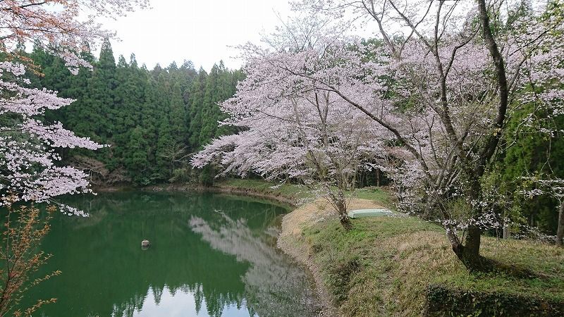 桜,桜前線,北上中,夜桜見物