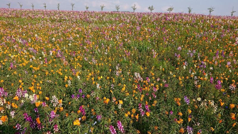 自然の春花を味わう…光。